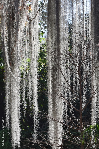 Epiphyte plant Spanish moss Tillandsia usneoides hanging from a tree photo