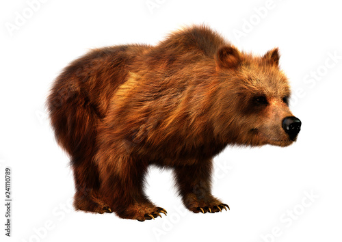 3D Rendering Brown Bear on White