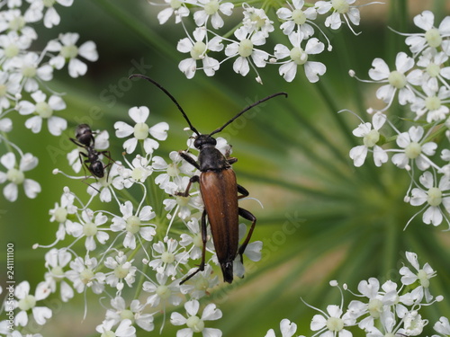 Kleiner Schmalbock auf Bärenklau photo