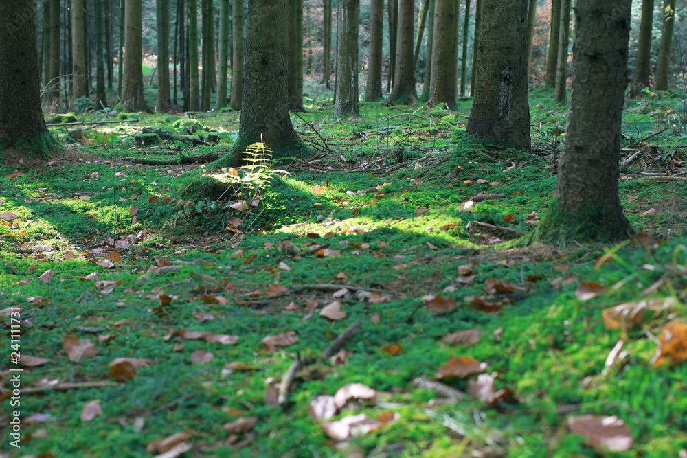 Forest landscape with autumn sunlight Forest landscape with autumn sunlight
