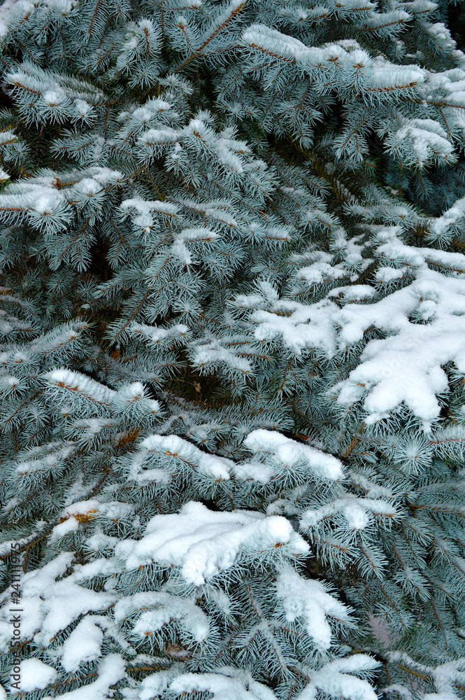 Branches of blue spruce covered with snow