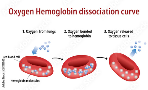 Oxygen Hemoglobin Dissociation Curve photo