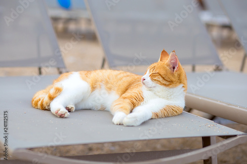 The white and red cat lies on the beach on a sun bed on the bank of the Mediterranean Sea, Turkey, Kemer