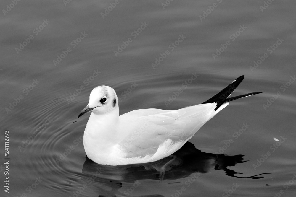 Une mouette nage dans Hyde Park Une mouette nage dans Hyde Park