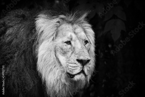 Male lion portrait black and white close-up