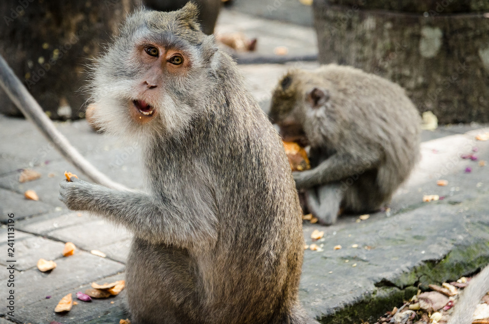 Naklejka premium Macaque monkey eating