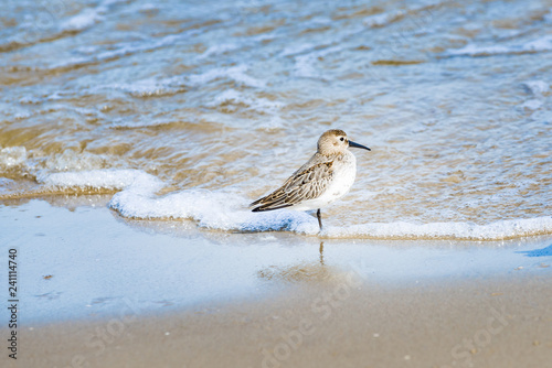 Sandpipper on seashore. Baltic seaside. © ryszard filipowicz