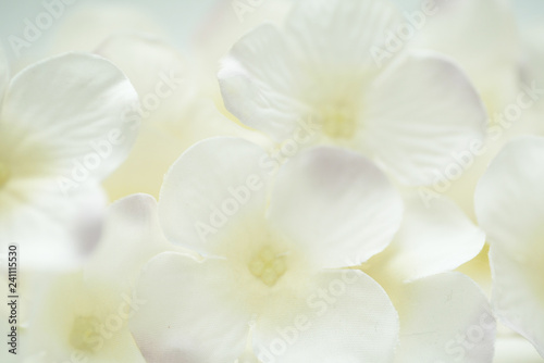 white flower on a background