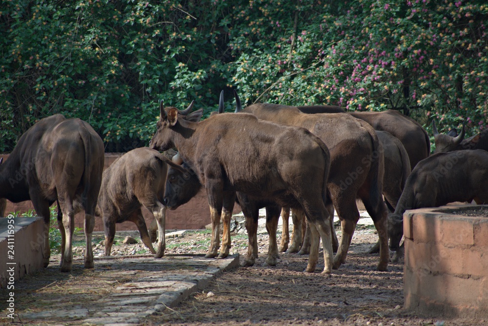 Fototapeta premium Bison in the Mysore Zoo