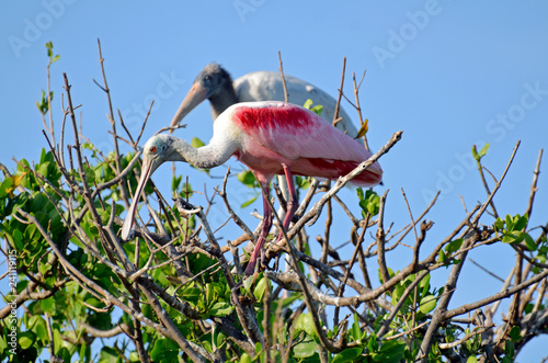 Roseate spoonbill (Platalea ajaja) with long legs, rosey and neon pink body, curved cream, white and gray neck, bright red eye and shiny tan flat beak standing on mangrove branches under blue sky. photo