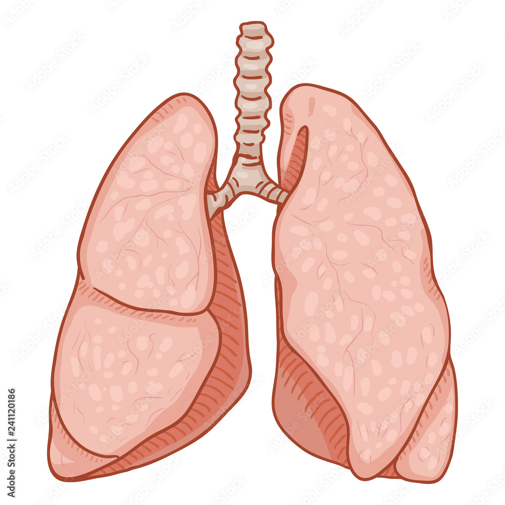 Vector Cartoon Human Lungs . Anatomical Organ Illustration. Stock Vector |  Adobe Stock