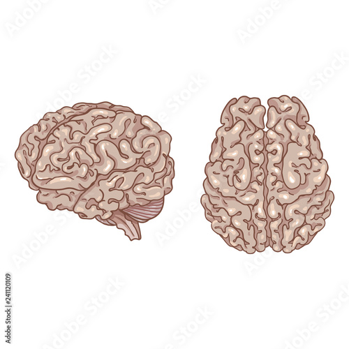 Vector Cartoon Illustrations of Human Brain