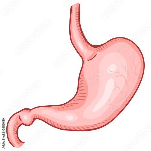 Vector Cartoon Human Stomach. Anatomical Organ Illustration.