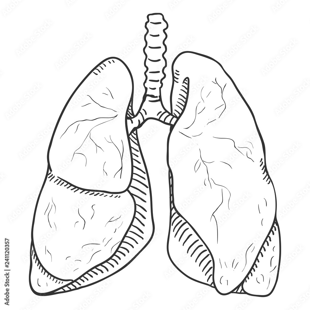 How to Draw Lungs - Steps to Create a Realistic Lungs Sketch