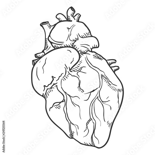 Vector Sketch Human Hearts. Anatomical Organ Illustration.