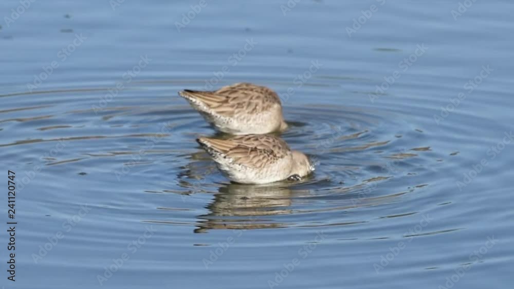 HD video of two sandpipers gathered in shallow water foraging for food along the coast of Southern California. HD video of two sandpipers gathered in shallow water foraging for food along the coast of Southern California.