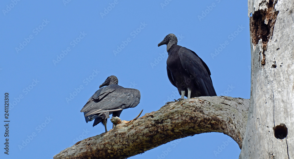 Obraz premium Two large American black vultures (Coragyps atratus) with glossy black plumage, sharp hooked beaks, front and back views looking off into the distance while standing on an old rotted tree trunk.