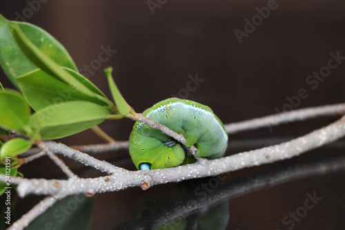Oleander hawkmoth caterpillar  (Daphnis nerii, Sphingidae) on the branch of tree on dark reflex floor.