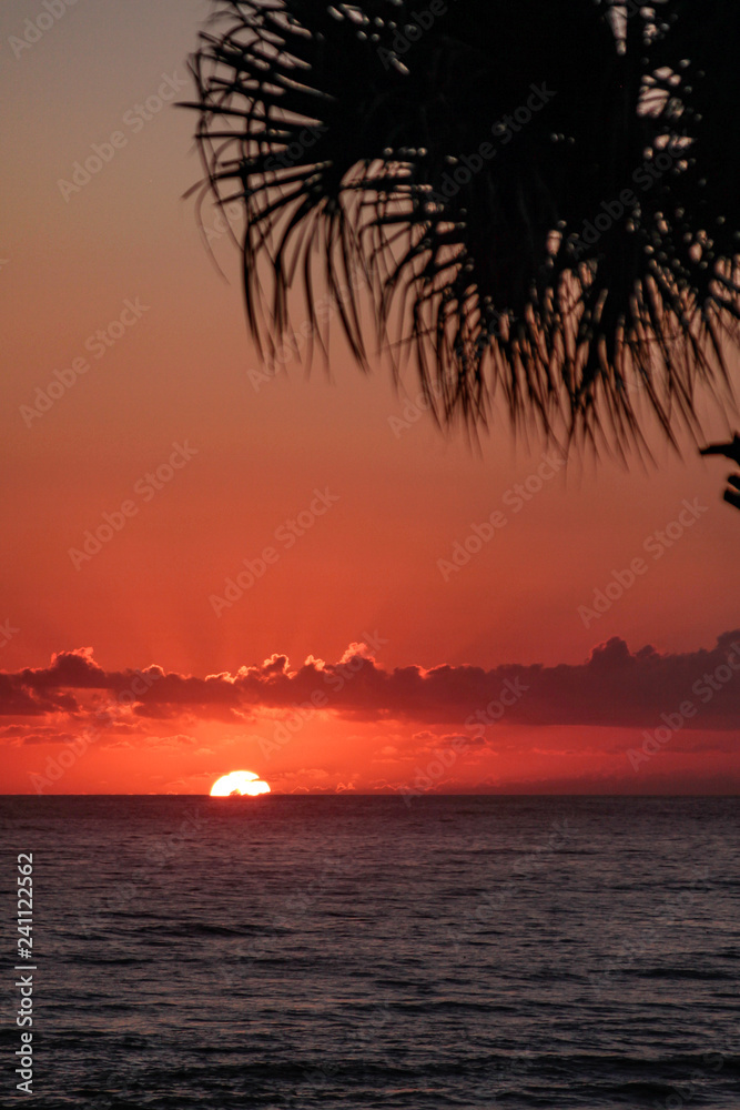 Ocean sunrise with clouds on the horizon and palm fronds silhuoetted in the foreground