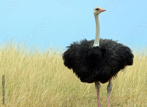 Common ostrich (Struthio camelus) with pink bill, long lashes over black eye, slender white neck and fluffy black feathered body standing on thick legs in field of tall yellow grass under clear sky.