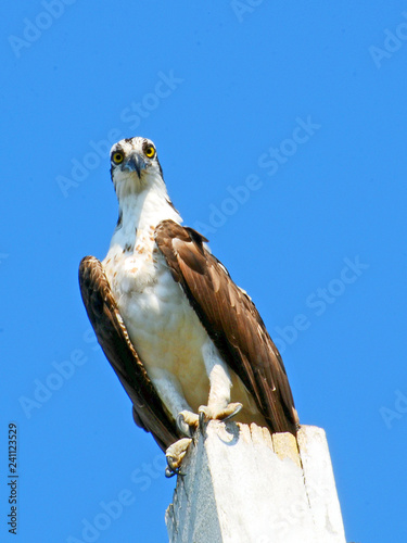 Close up of an osprey perched on the corner of a white post with sharp curved talons overhanging, white specked breast, brown wings, black hooked beak, and yellow eyes staring directly at camera. photo