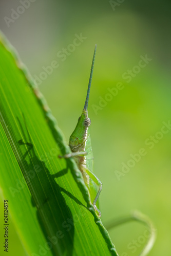 Grasshopper behind the grass blade