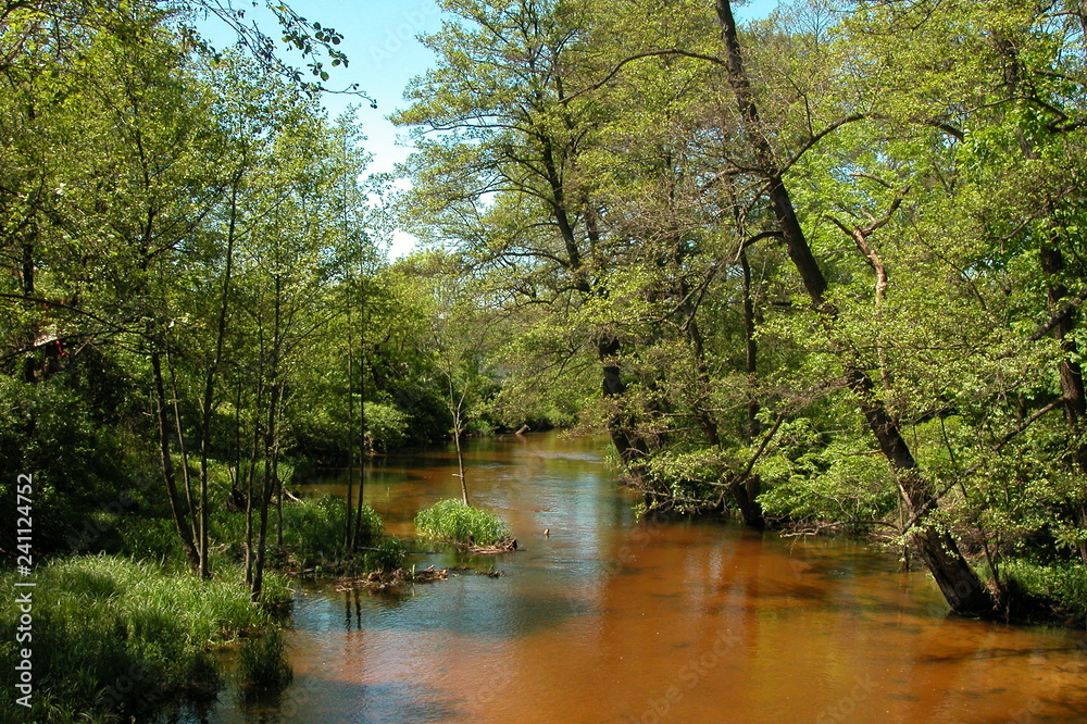 Fototapeta premium Roztoczanski Park Narodowy