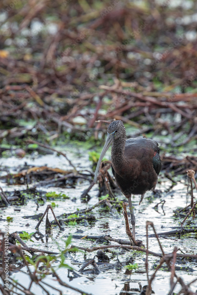 An intriguing solitary Glossy Ibis hunts for its food deep in a wetlands An intriguing solitary Glossy Ibis hunts for its food deep in a wetlands