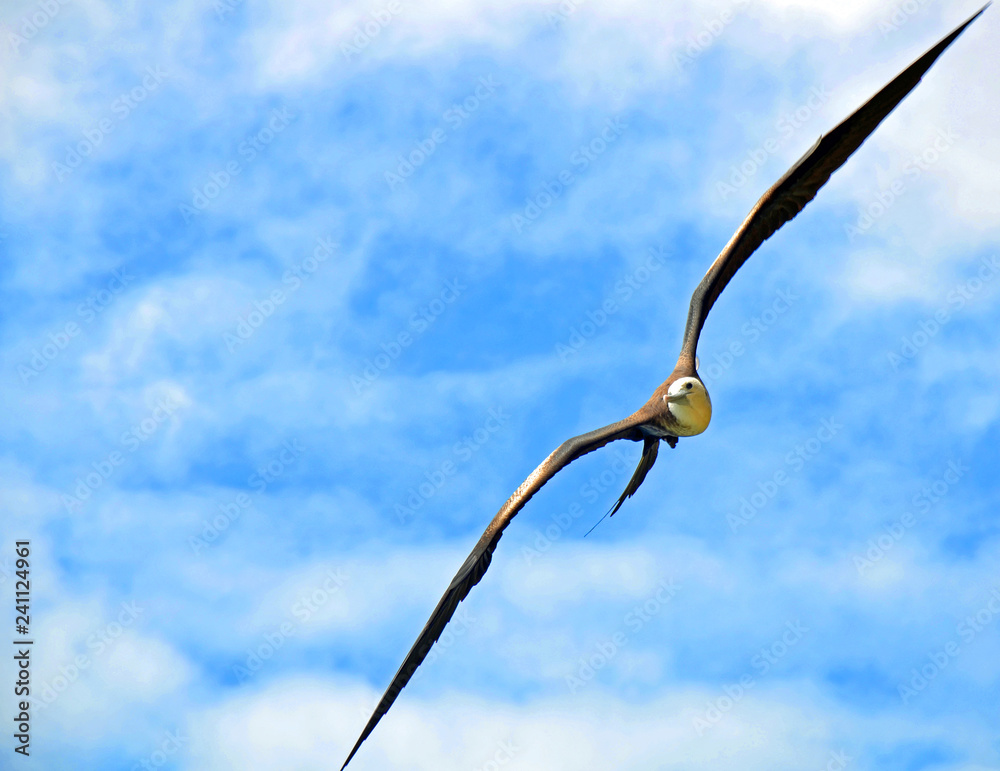 Forward view of frigatebird or frigate bird in flight with sun glistening on long thin black wings, velvety brown body, tail spread, and white head against cloudy blue sky background. Copy space. Forward view of frigatebird or frigate bird in flight with sun glistening on long thin black wings, velvety brown body, tail spread, and white head against cloudy blue sky background. Copy space.