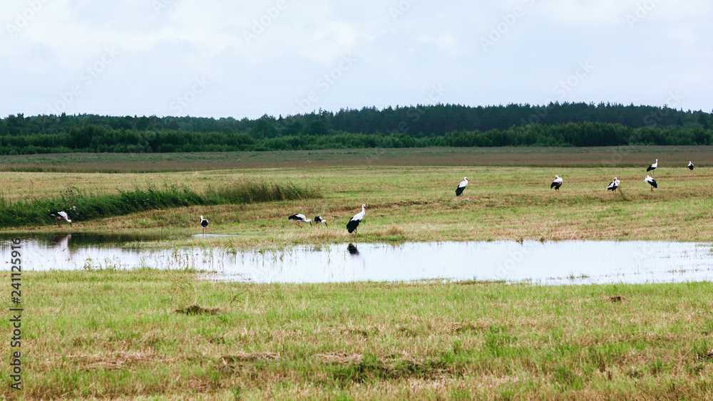 White Storks Resting On A Field At Summer Day White Storks Resting On A Field At Summer Day