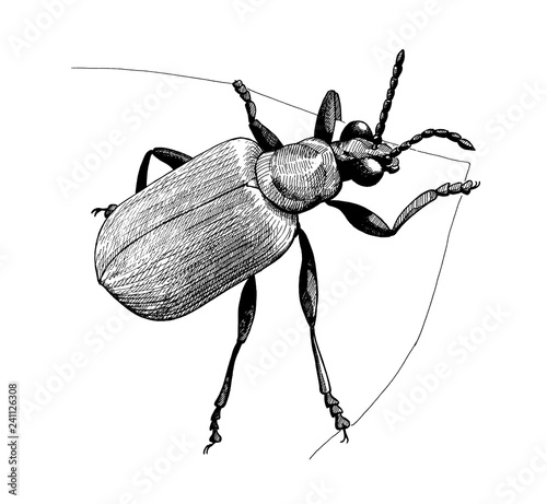 beetle on a leaf ink hand drawn vintage illustration