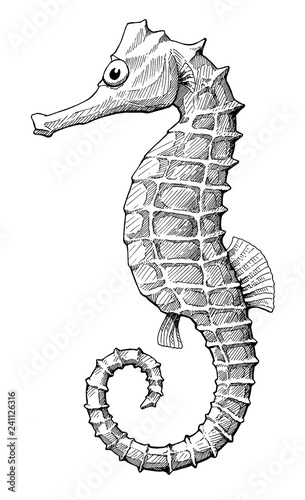seahorse, black and white vintage ink hand drawn illustration