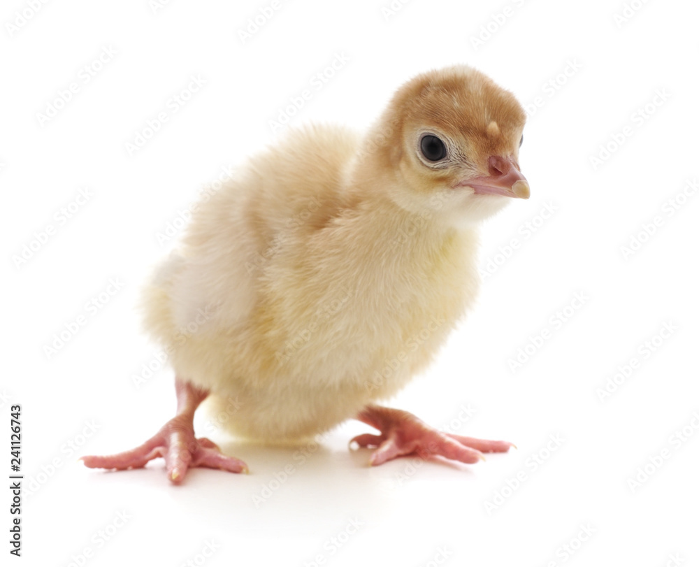 Obraz premium One small turkey.