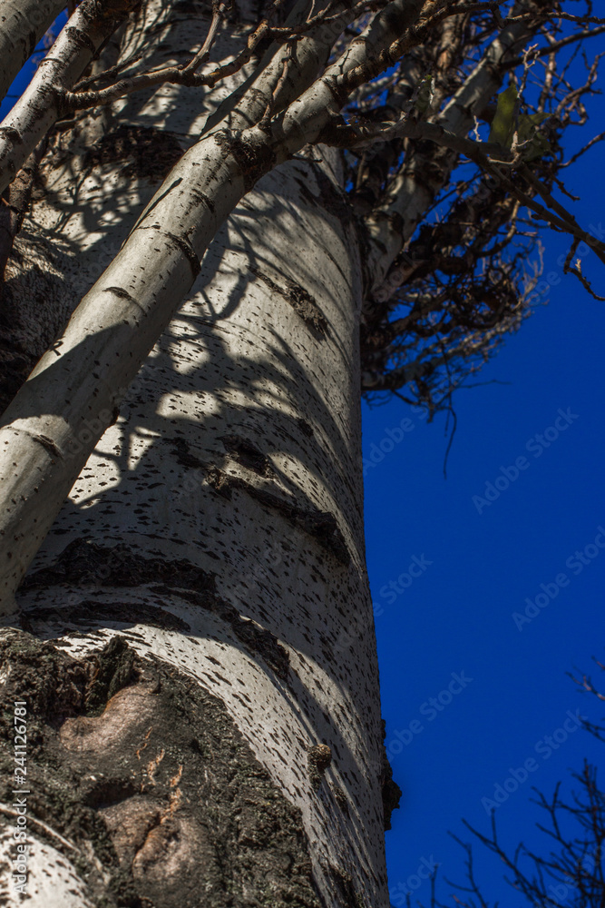 Populus tremula commonly called aspen tree, European aspen or quaking aspen tree