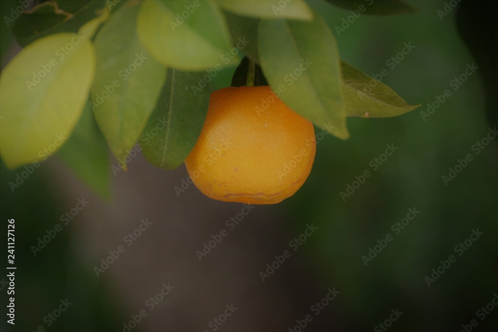 Cyprus orange fruit tree