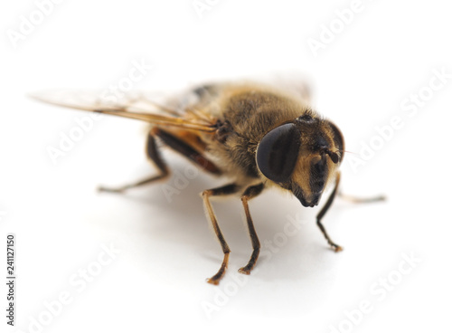 One small bee. © voren1