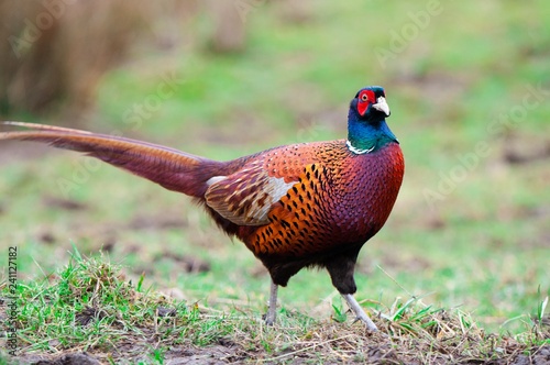 Ring Necked or Common Pheasant 
