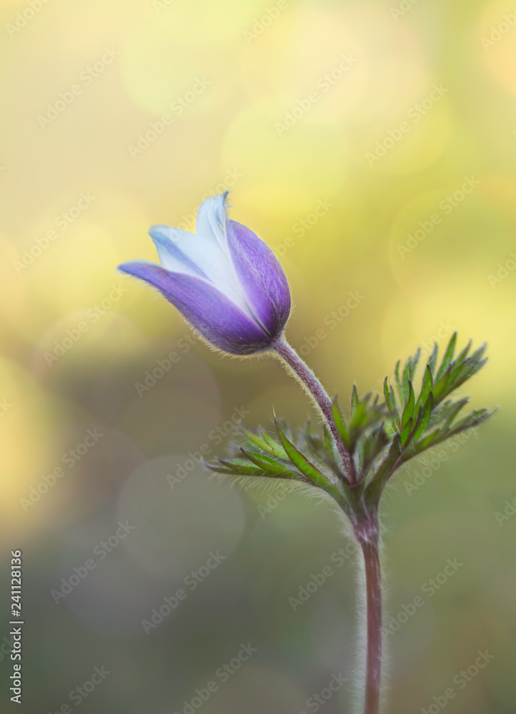 Blume Blume
