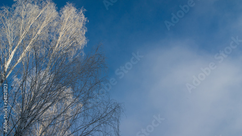 sky view in the forest © студия ВИДЕОСЕРВИС