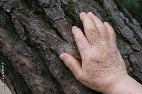 fine tree