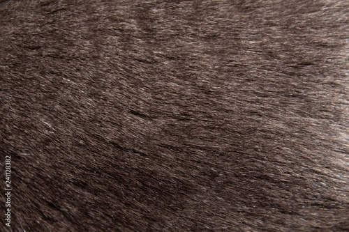 Gray texture of cat hair
