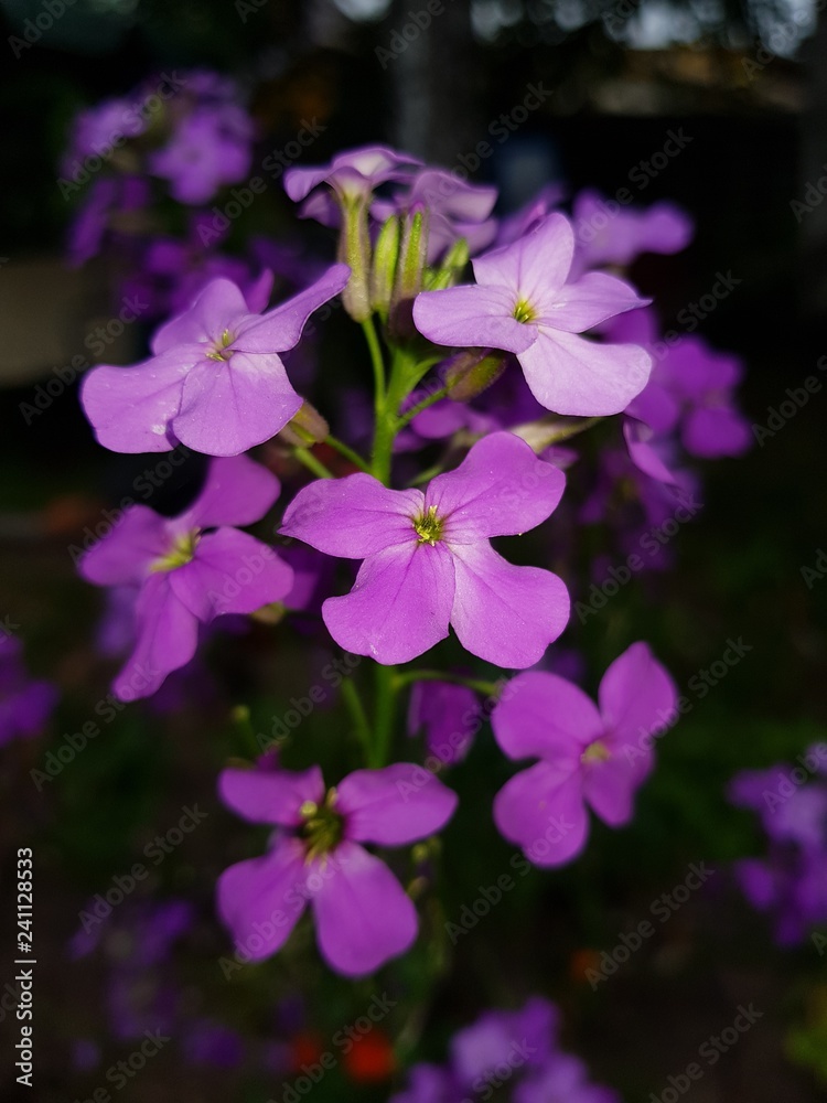 Flover Flover