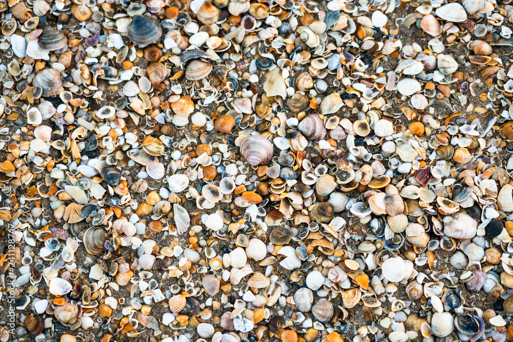 Seashells on beach in Punta Umbria, Spain Seashells on beach in Punta Umbria, Spain