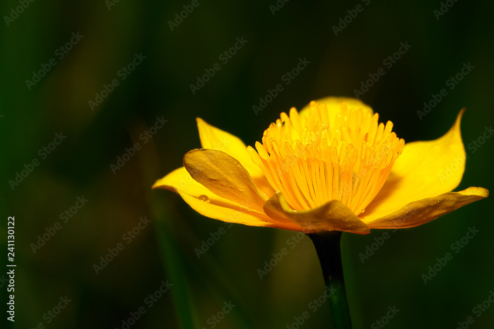 gelbe blume gelbe blume