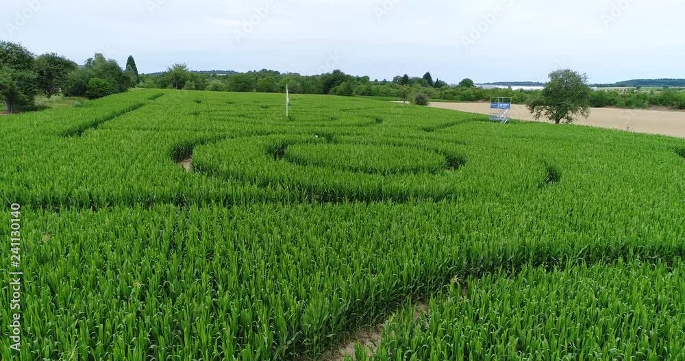 Drone aerial shot of corn maze in crown shape. Shot begins low, on right side of field. Camera moves forward, to center of maze. Drone aerial shot of corn maze in crown shape. Shot begins low, on right side of field. Camera moves forward, to center of maze.