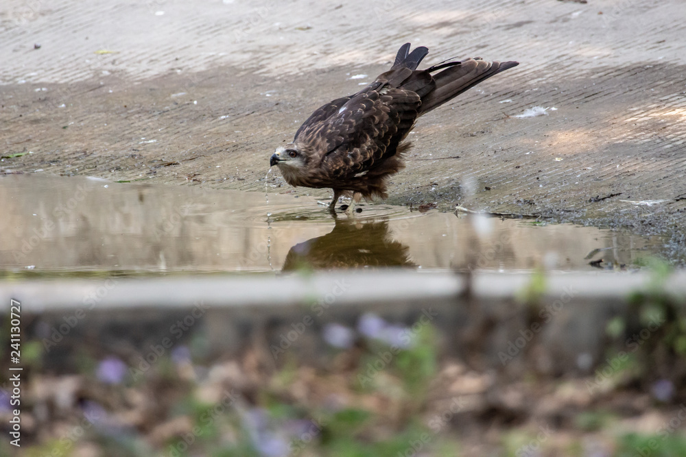 Fototapeta premium Black Kites