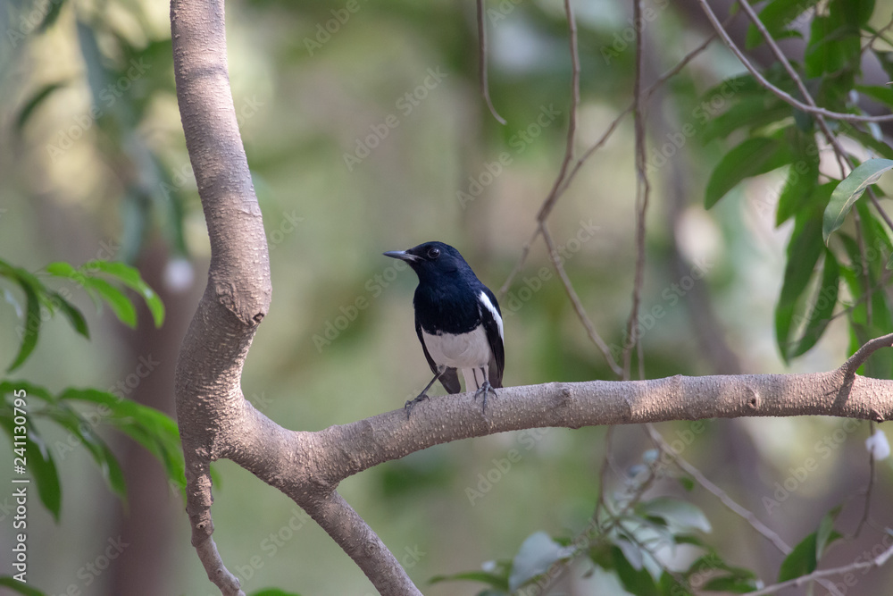 Birding Birding