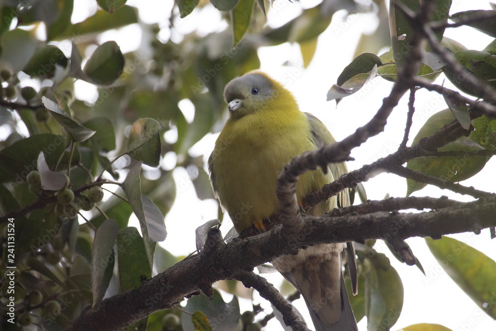 Fototapeta premium Yellow footed Green Pigeon 