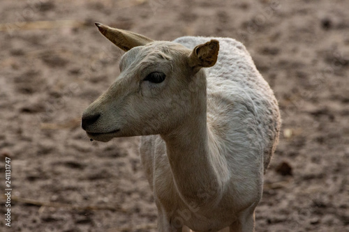 White Deer