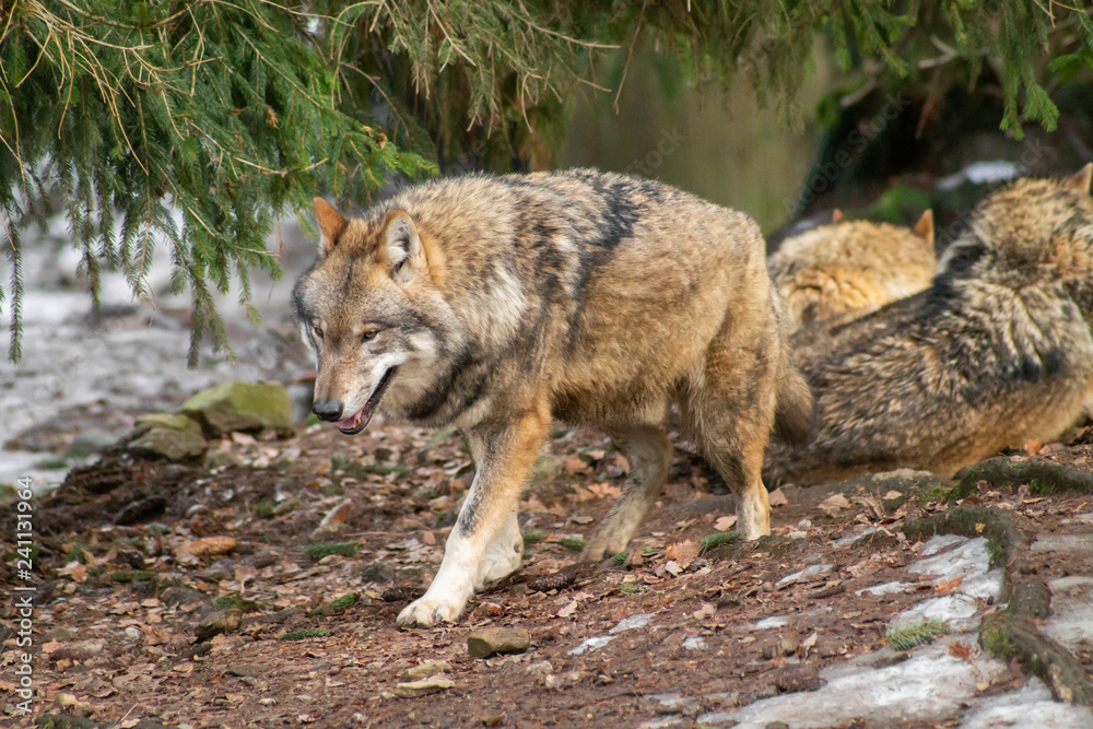 Wolves in the zoo in autumn or winter Wolves in the zoo in autumn or winter